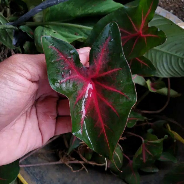 tanaman hias keladi lipstik merah caladium lipstik merah (kembang hiasan)