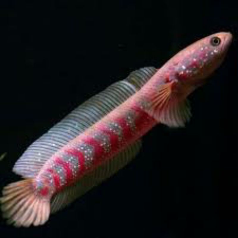 cana asiatika red strep pure original/Rs,,size 7-9cm random,garansi100%