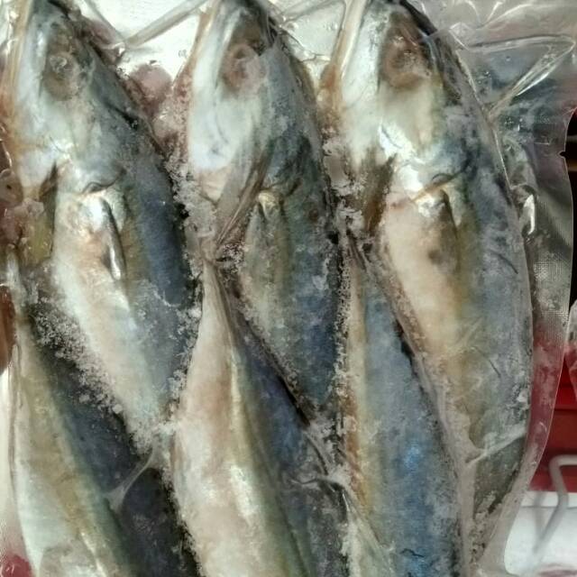 

Ikan Kembung Banjar 1 kg Frozen Kualitas Premium