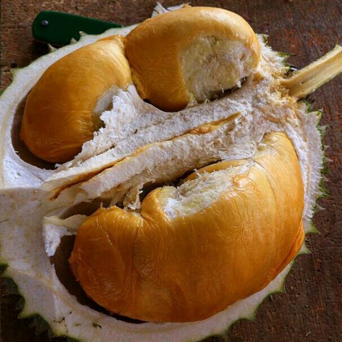 Bibit Tanaman Buah DURIAN DURI HITAM  Premium