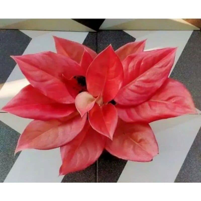 Tanaman AGLONEMA NEZKIA ANAKAN DAUN 1 SAMAPI 2