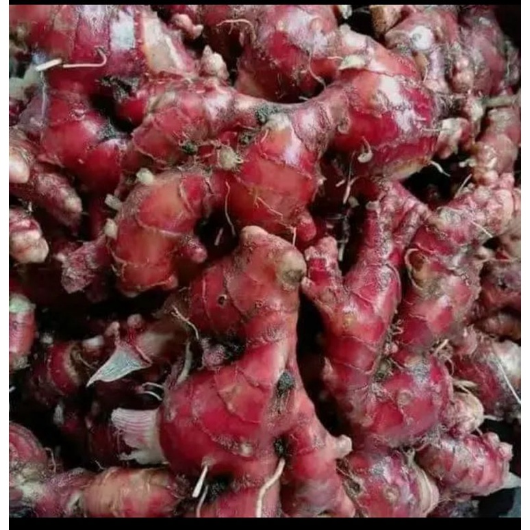 

jahe merah fres organik