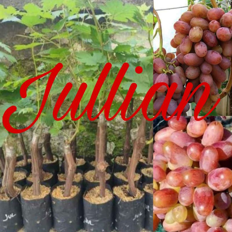 

ANGGUR IMPORT JULLIAN CEPAT BERBUAH