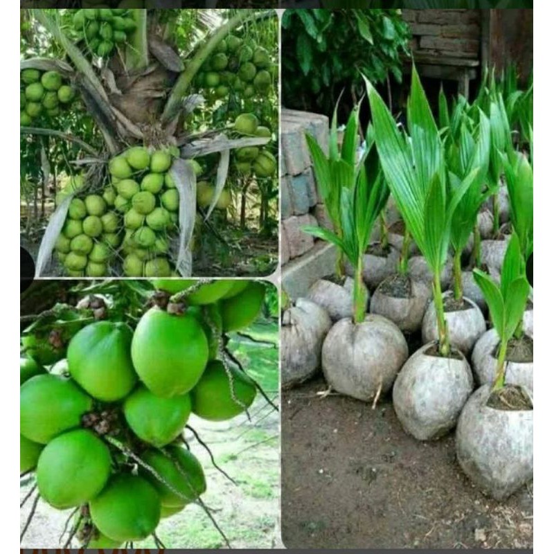 

kalapa bibit