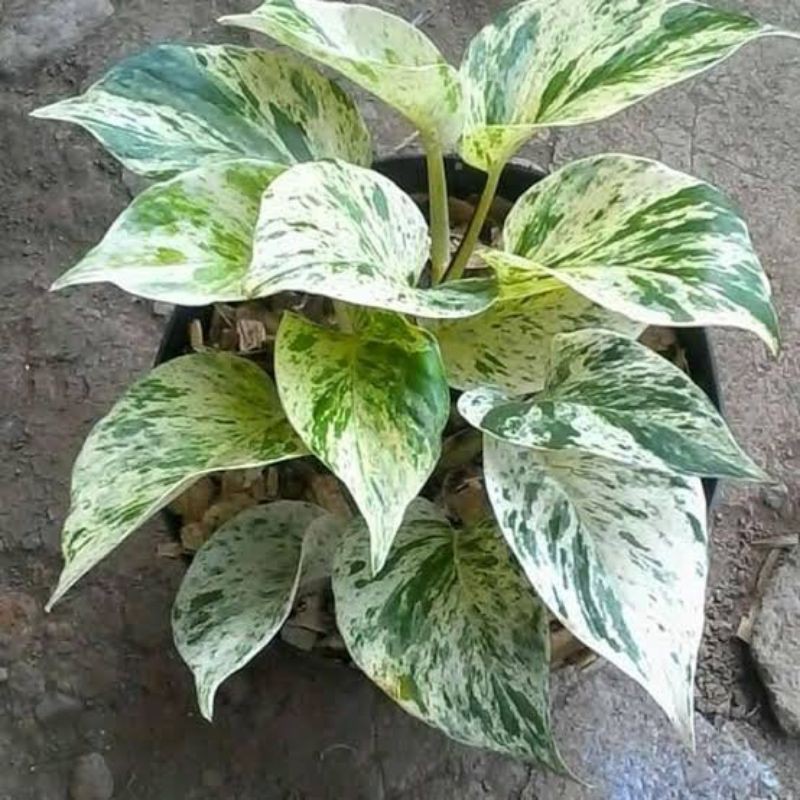 Tanaman Hias Sirih Belanda Sirih Belanda Rambat