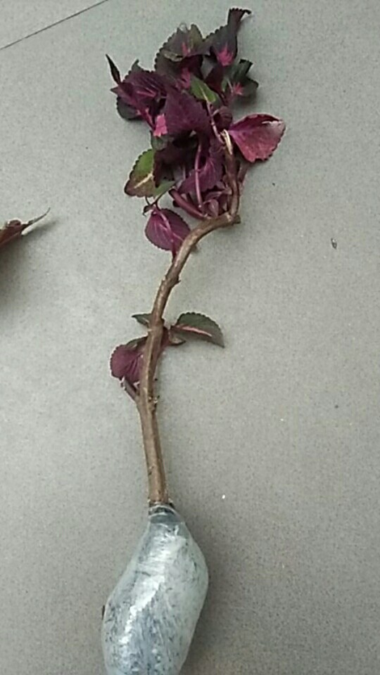 Bunga Tanaman Hias Miana Dark Red