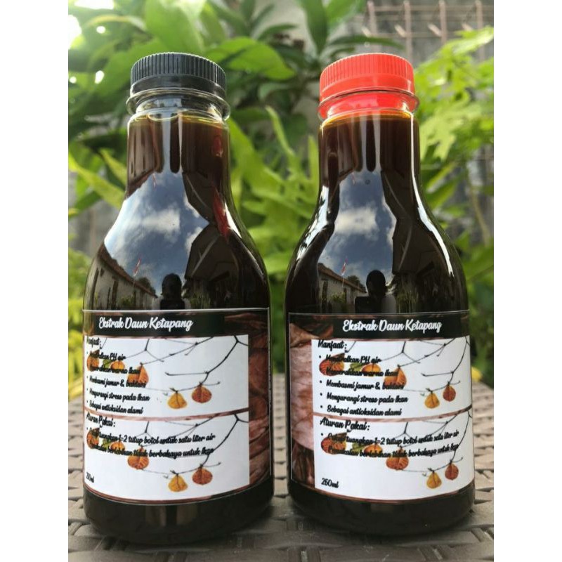 

Ekstrak Daun Ketapang