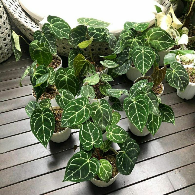 Anthurium crystalium kuping gajah kuping gajah mini