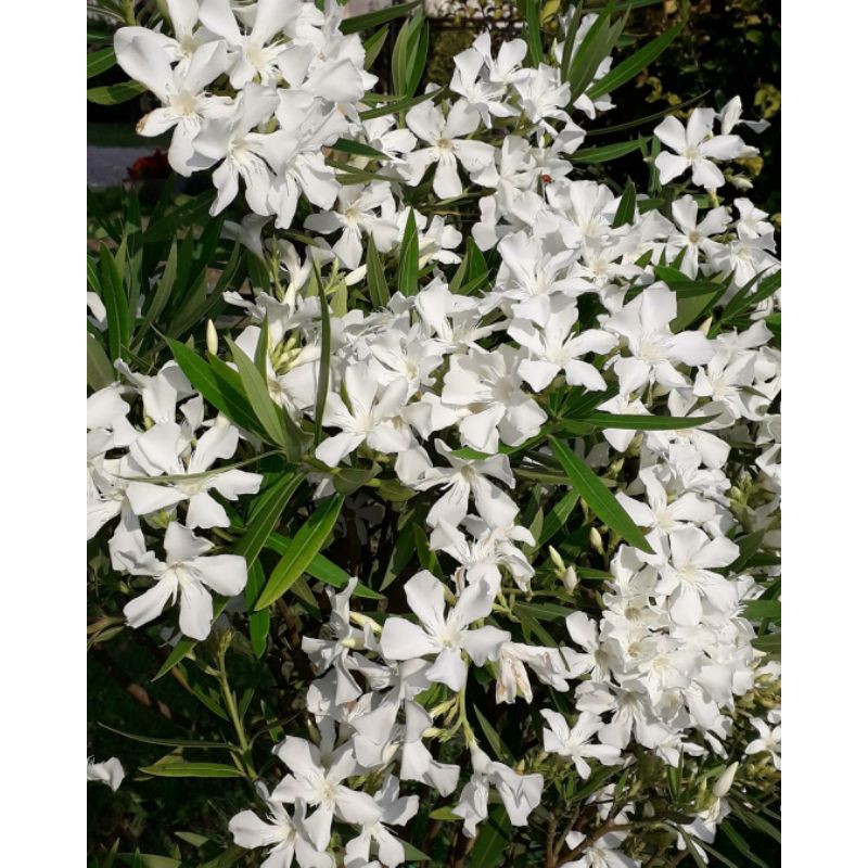 TANAMAN HIAS RUELLIA BUNGA PUTIH