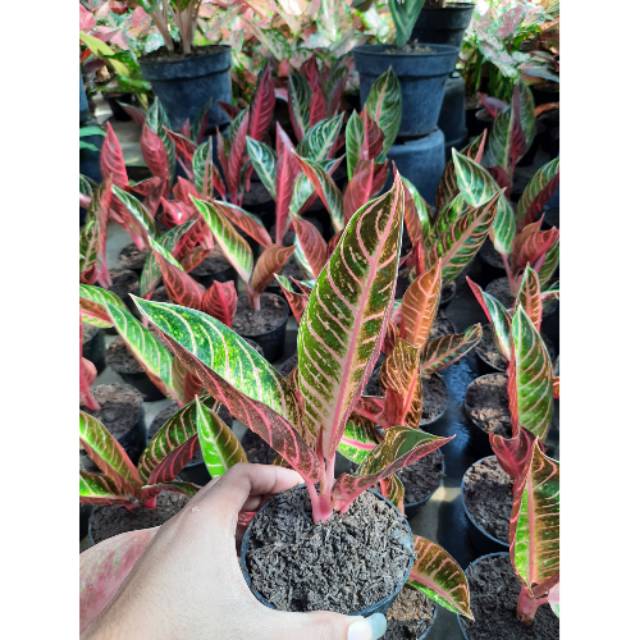  Tanaman  Hias  Aglaonema RED  SUMATRA  4 DAUN Aglaonema 