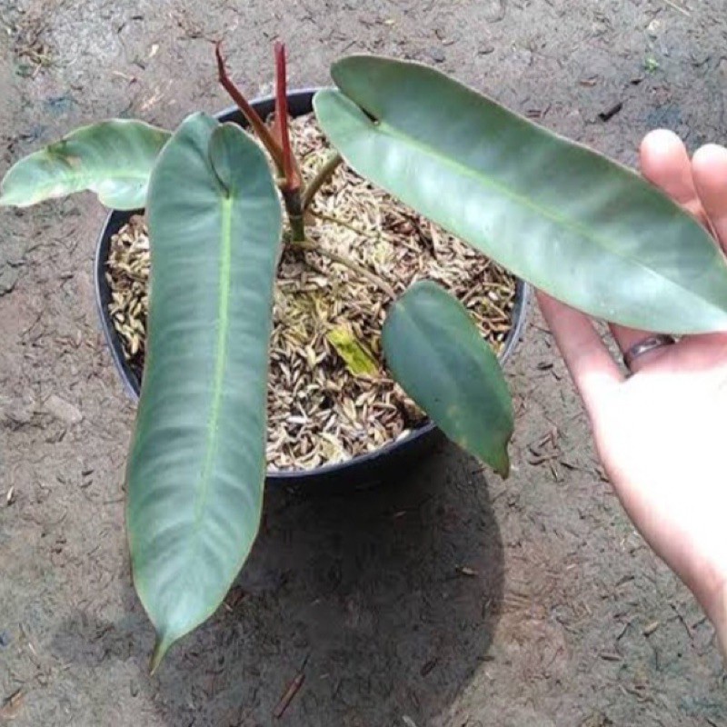 PHILODENDRON ATABAPOENSE TANAMAN BUNGA PHILO KABEL BUSI ORI BUNGA MURAH BERKUALITAS