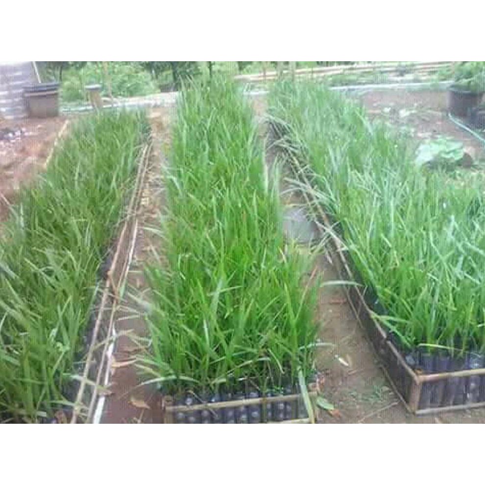 Kk” Bibit Kurma Tropis Betina