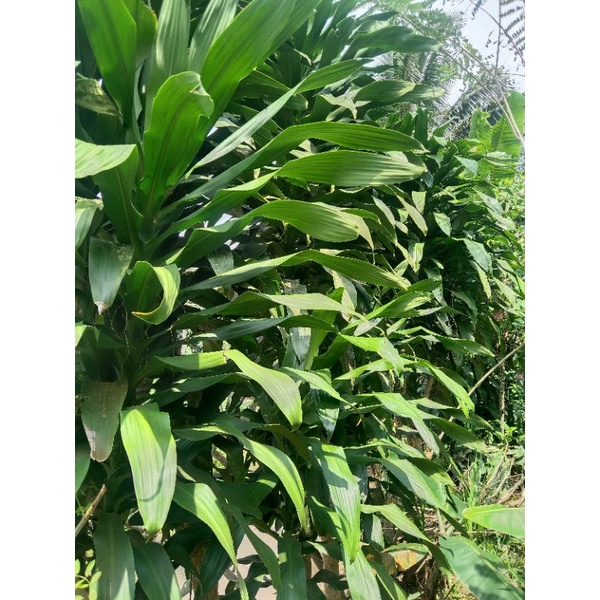 

daun hanjuang ,lenjuang hijau pembungkus bacang 1 kg