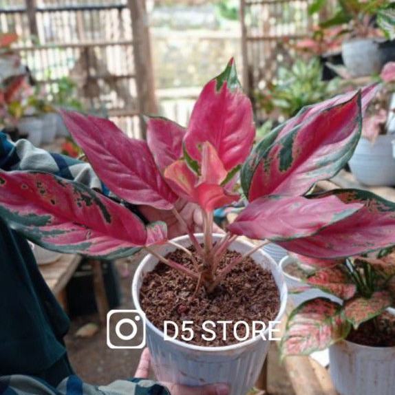  Pusat aglonema  terlaris aglonema  camelon red kocin 