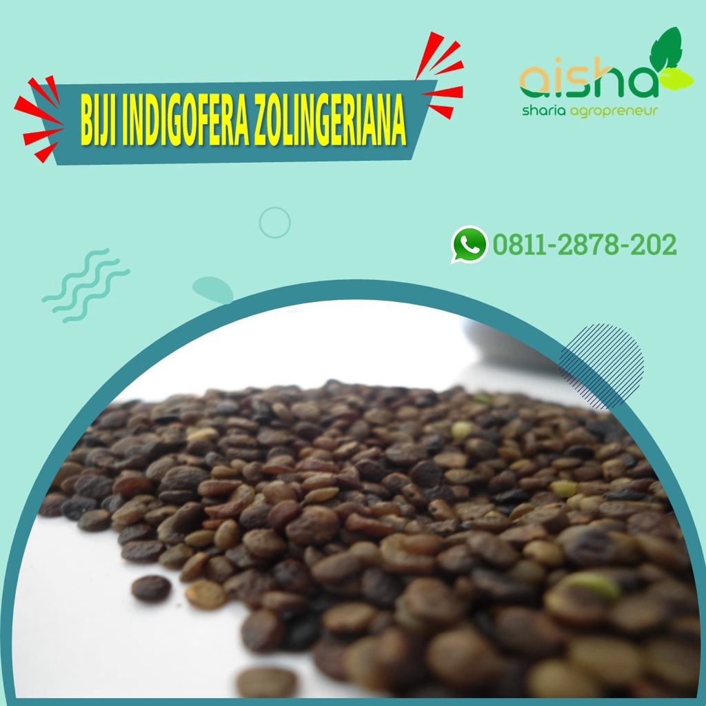 TERBAGUS indigofera sp indigofera murah indigofera kelinci indigofera zollingeriana indigofera pakan