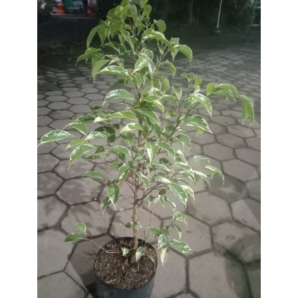BONSAI BERINGIN ARJUNA VARIGATA ORI