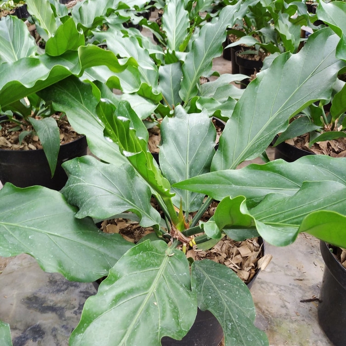 Tanaman Hias Anthurium Gelombang Cinta -tanama hidup bunga murah