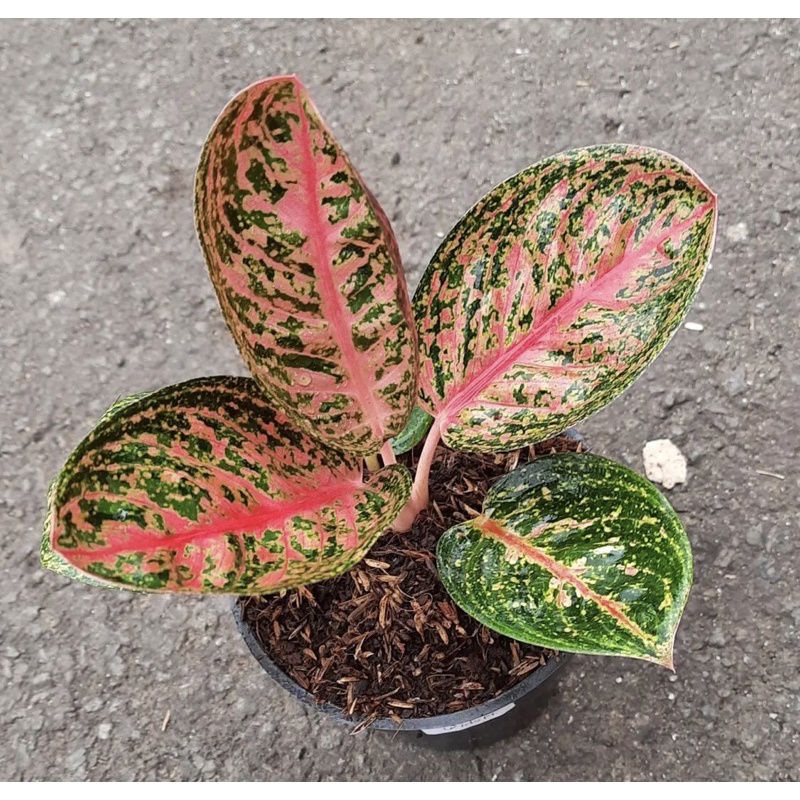 bibit anakan aglonema widuri merah