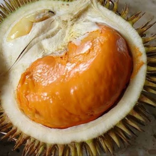 bibit durian tembaga super