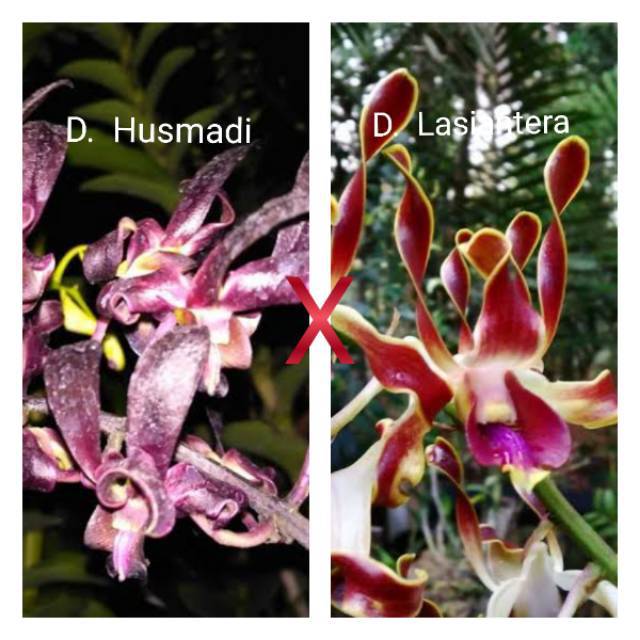 Anggrek Dendrobium husmadi X D lasiantera pra DEWASA
