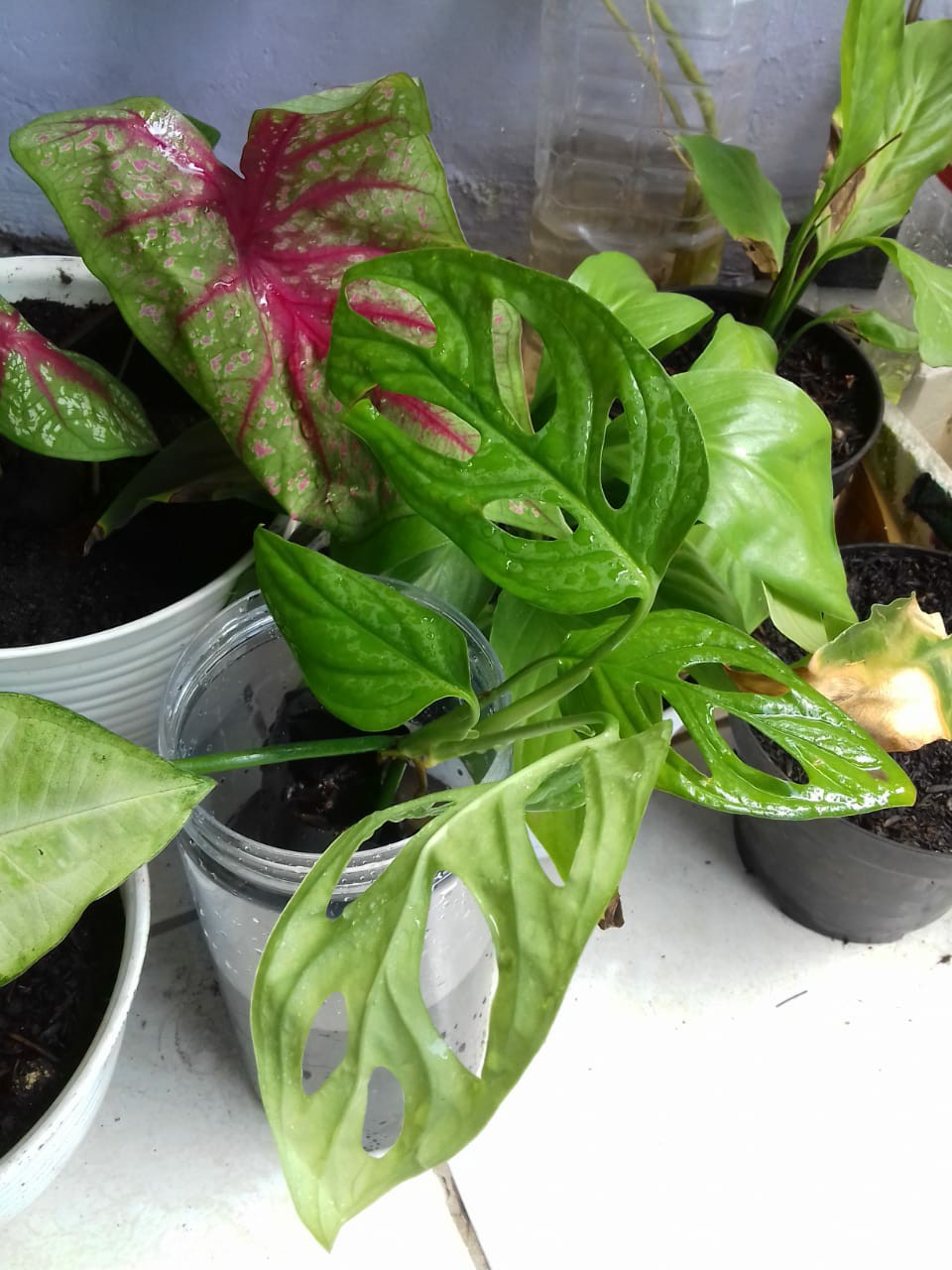 Janda Bolong Tanaman Hias Janda Bolong Bibit Monstera Obliqua Janda Bolong Murah