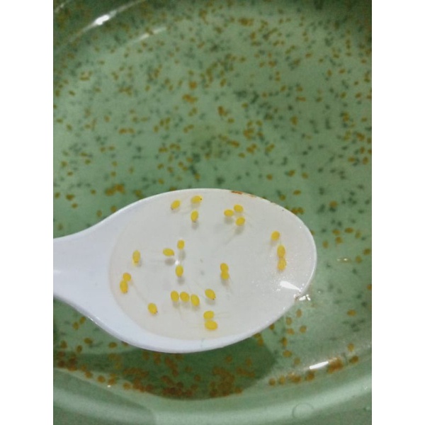 telor gurame / benih gurame soang / paket 100 butir