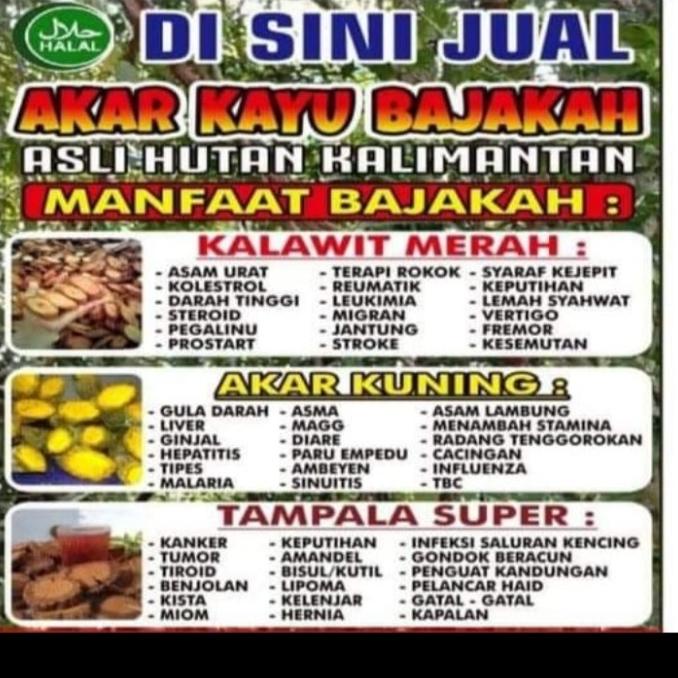 kayu bajakah kalimantan asli