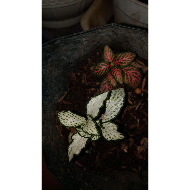 fitonia import 2 warna