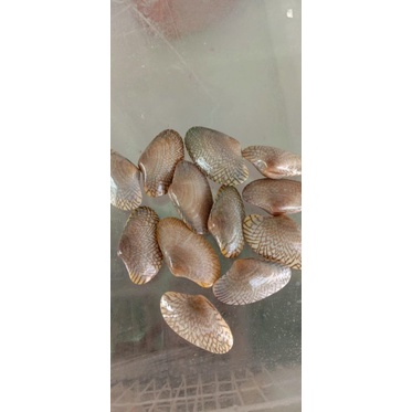 

kerang batik hidup 1kg