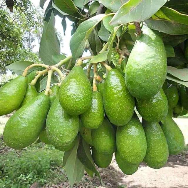 Bibit alpukat peluang /tanaman alpukat pluang/bibit alpukat okulasi