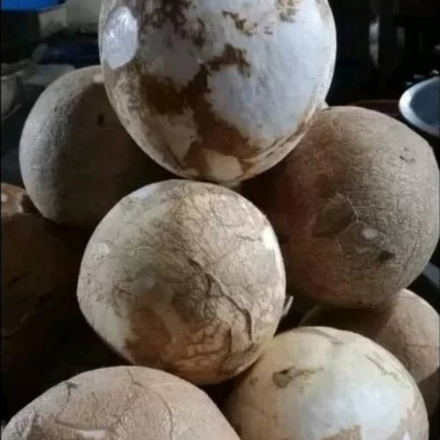 

Jual kelapa kupas siap parut