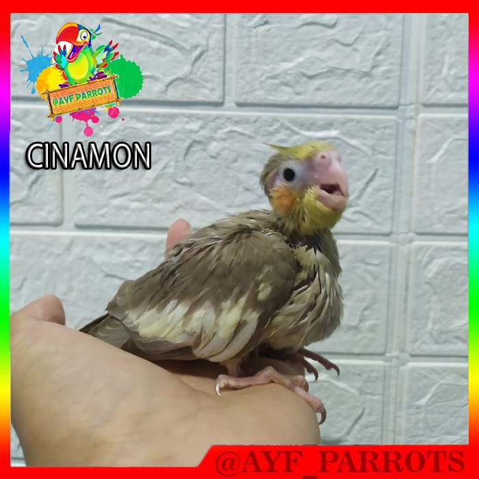 BURUNG BABY PARKIT AUSTRALIA FALK AYF PARROTS
