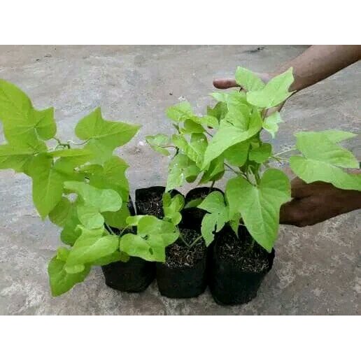 PROMO tanaman hias ubi jalar kuning telo teloan Ready Stock