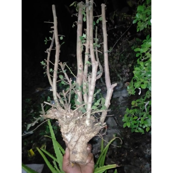 BONSAI SERUT GRUPING 12k