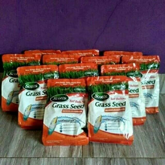 Jual Benih Rumput Bermuda Rumput Golf Bermuda Grass Gram Shopee Indonesia