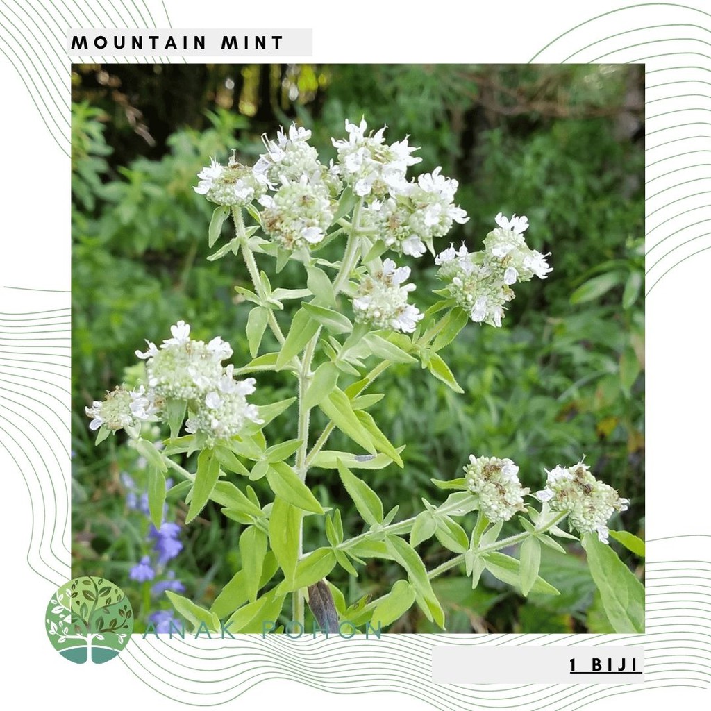 Benih Bibit Biji - Mountain Mint (Pycnanthemum pilosum) Herb Seeds - IMPORT