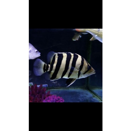 Datz Sumatra 4bar Simentris