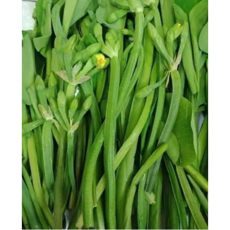 

Sayur Genjer Segar (300gram)