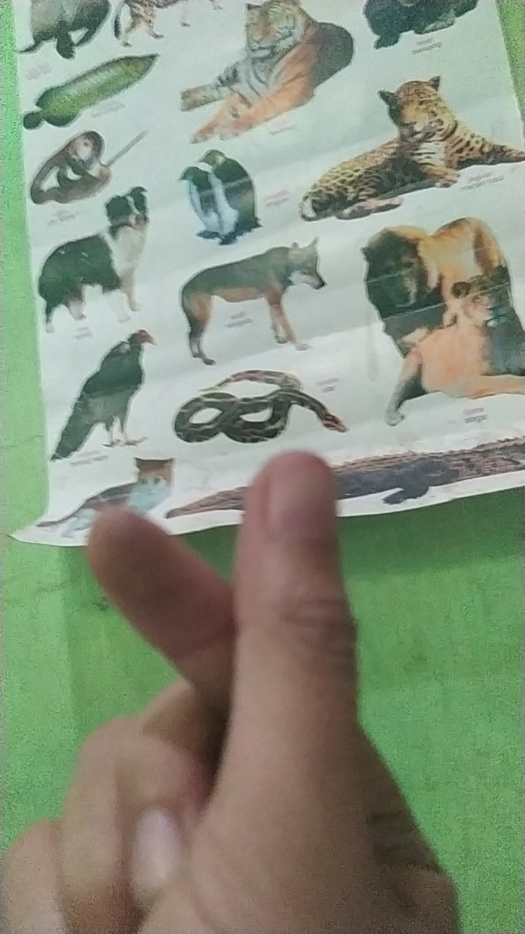 Pengiris Bawang Merah / Pasah Bawang | Pengiris Keripik Kentang