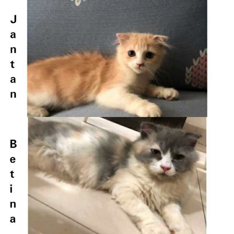 kucing kitten Scottish fold non ped