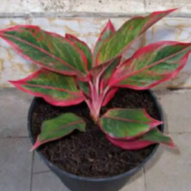 BIBIT BUNGA AGLONEMA LIPSTIK (SIAM AURORA) SUDAH RIMBUN SEPERTI GAMBAR