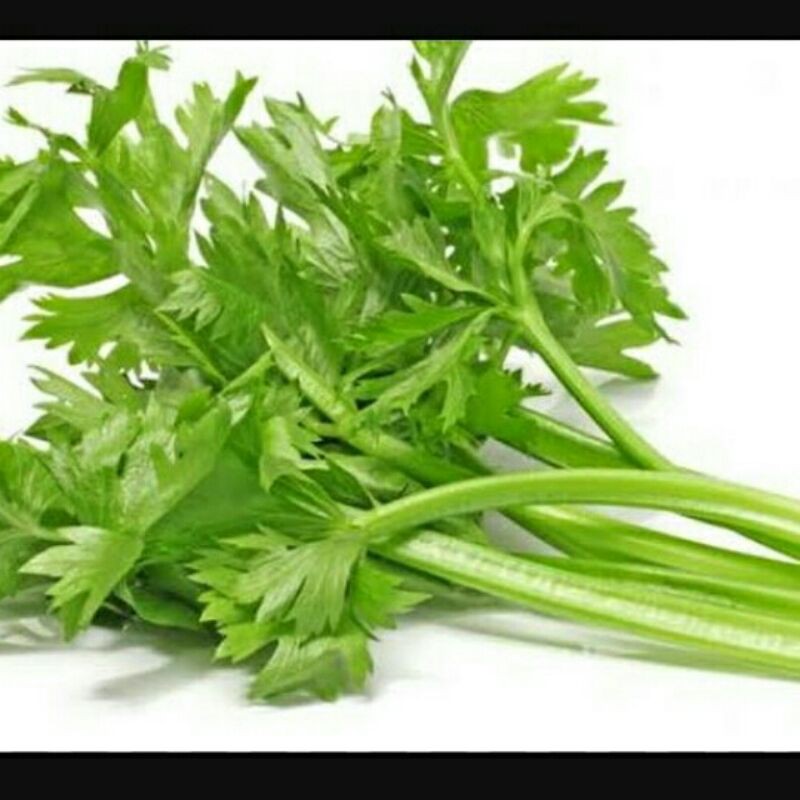 Benih Biji Bibit SELEDRI / DAUN SELEDRI