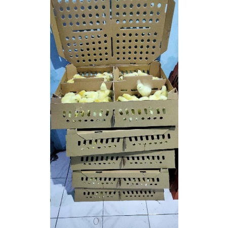 DOC broiler tetasan pabrik ||harga perbox
