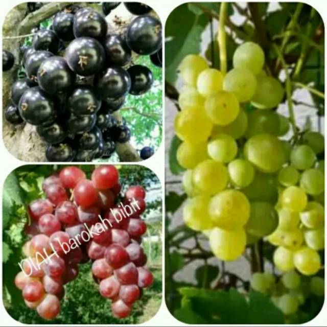 Paket bibit anggur 3 bibit