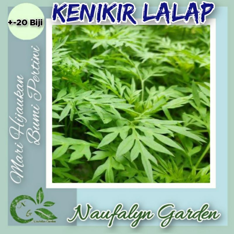 Jual 20 Benih Daun Kenikir Lalap Benih Biji Bibit Sayuran Unggul