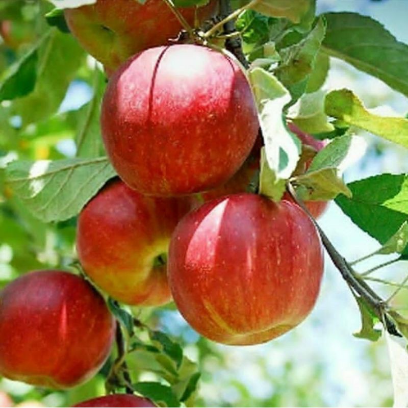 bibit buah apel malang