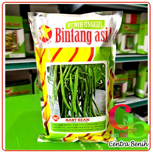 500GR - BIBIT BUNCIS TEGAK UNGGUL  BABY BEAN - BENIH BUNCIS TANPA LANJARAN