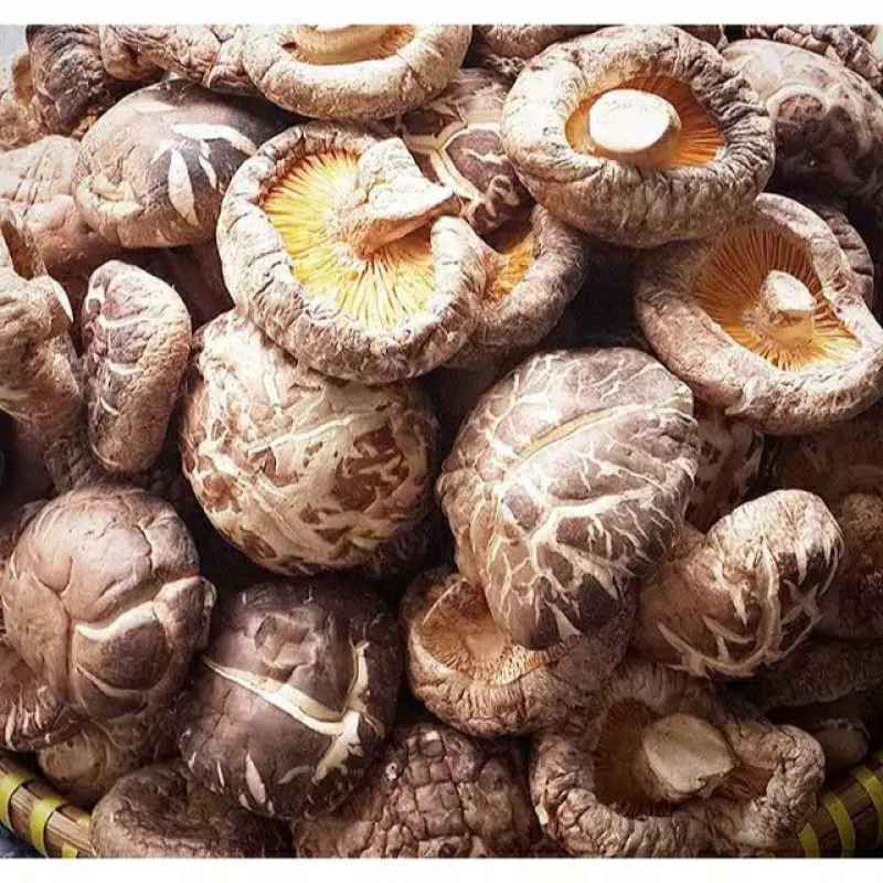 

jamur merang kering