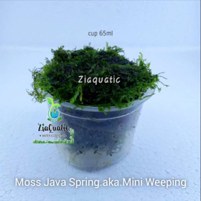 Moss Java Spring .aka.Mini Weeping