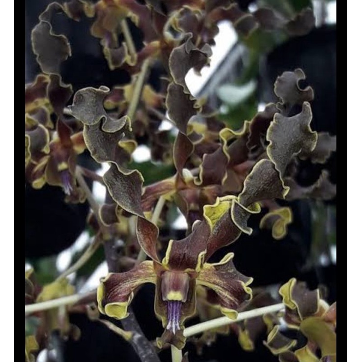 Dendrobium Yuwono Mega Karya